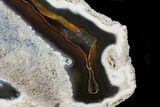 Unique, Agatized Fossil Coral Geode - Florida #60258-3